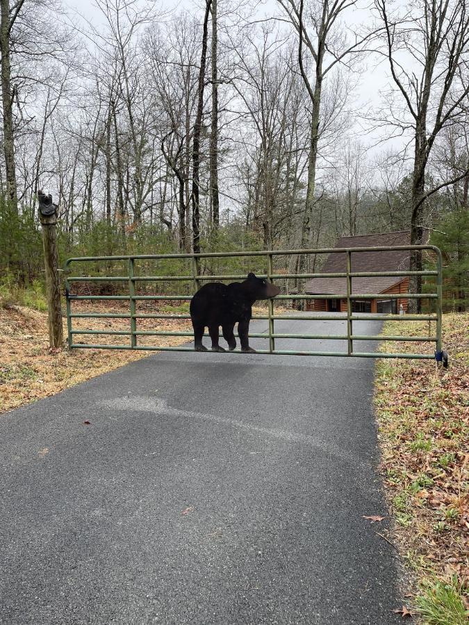 Great Smoky Mountains Cabin!, Secluded, Pet-kid Friendly!